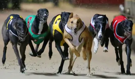 Etika vs Tradisi, Selandia Baru Akhiri Balap Greyhound